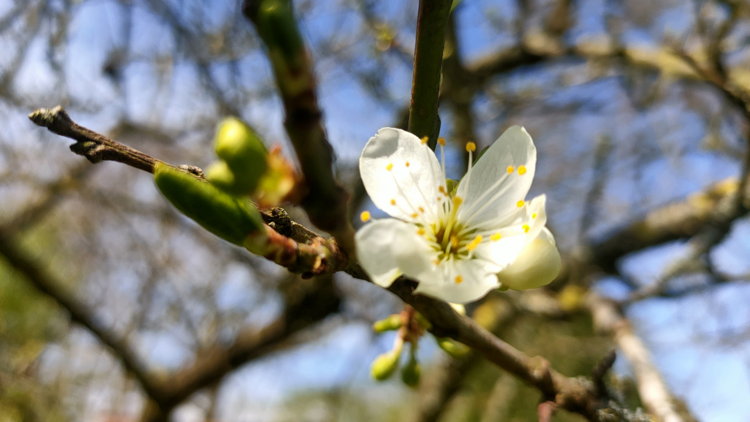 erste Fruehlingsboten